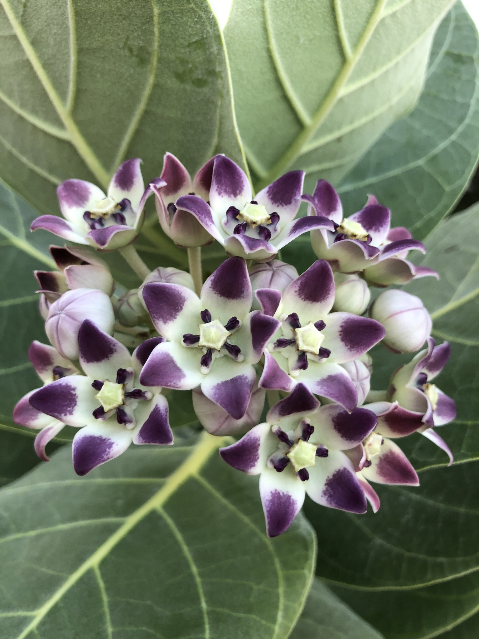 Calotropis procera