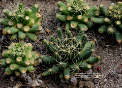 Mammillaria longimamma