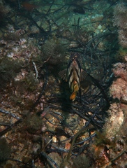 Hypoplectrodes nigroruber