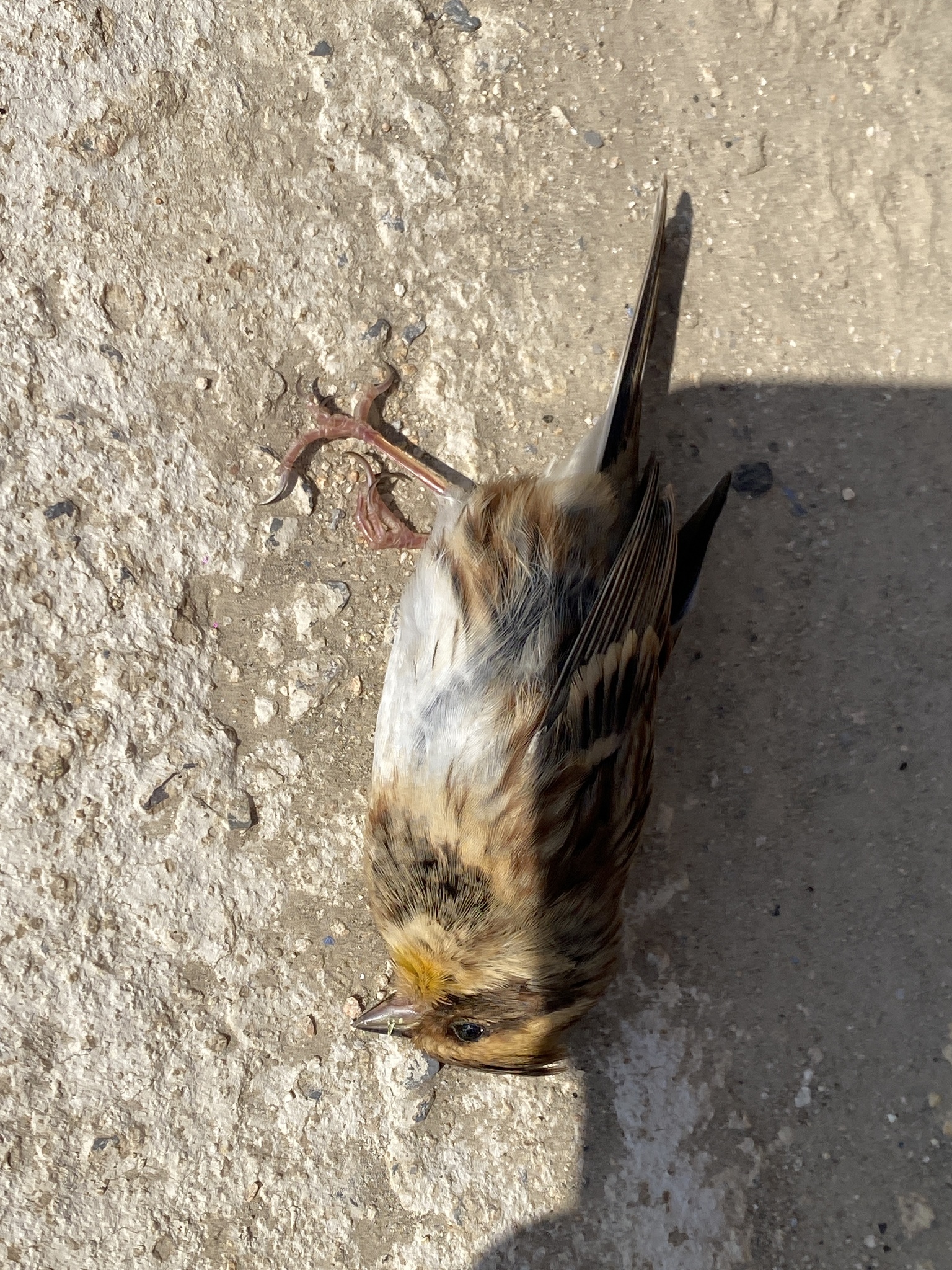 Yellow-throated Bunting