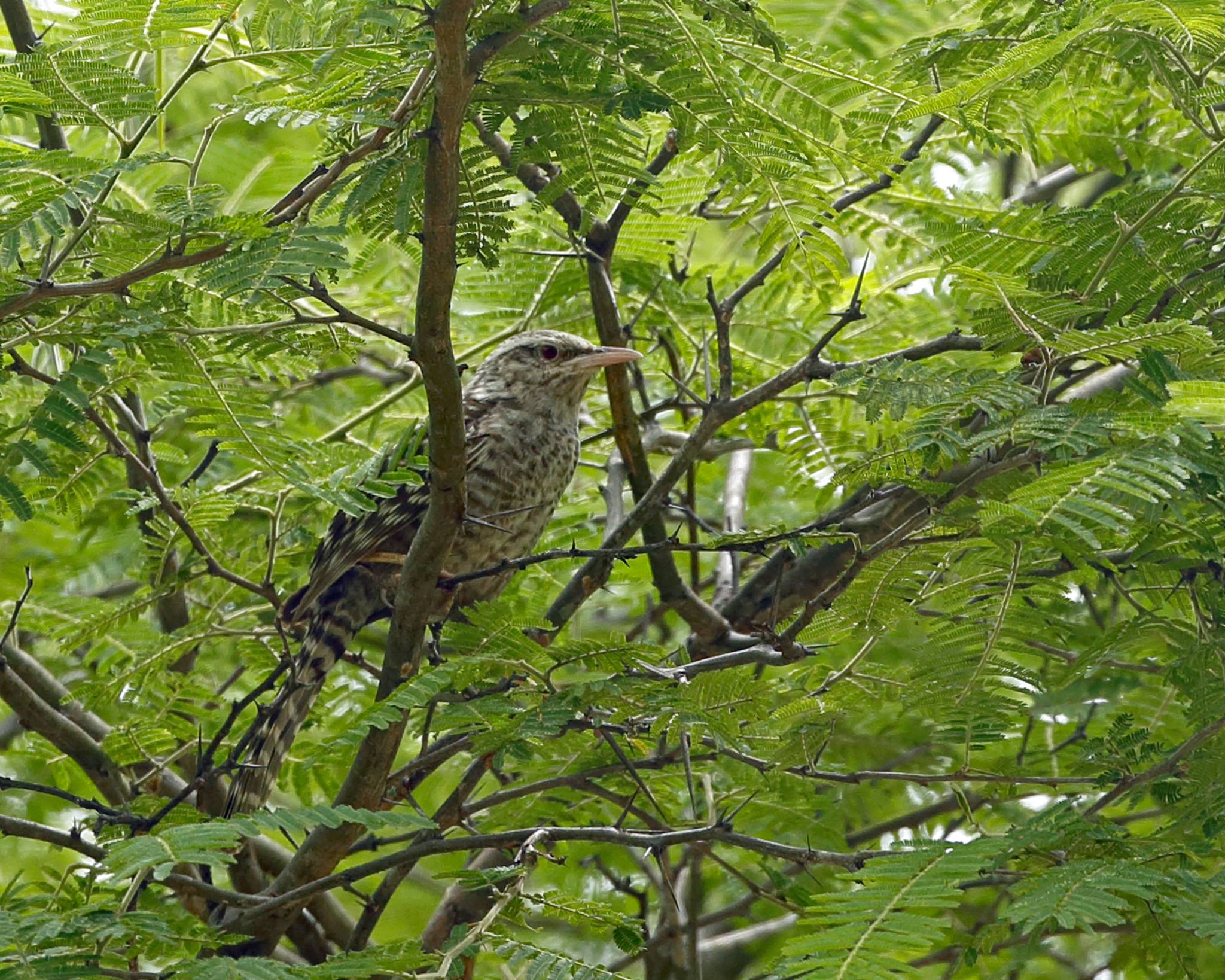 Campylorhynchus image