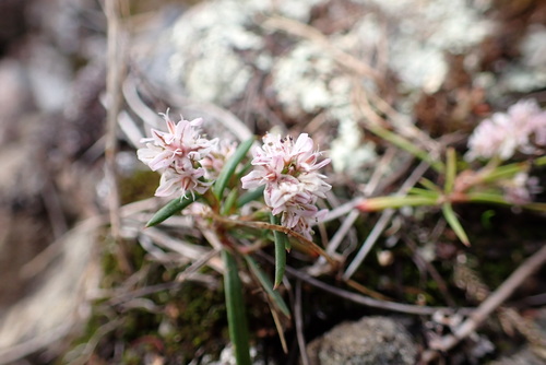 Polygonum spergulariiforme