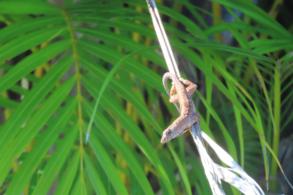 Herradura Anole