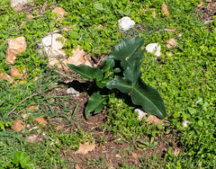 Arum dioscoridis