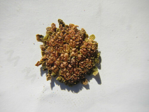 Crassula pageae