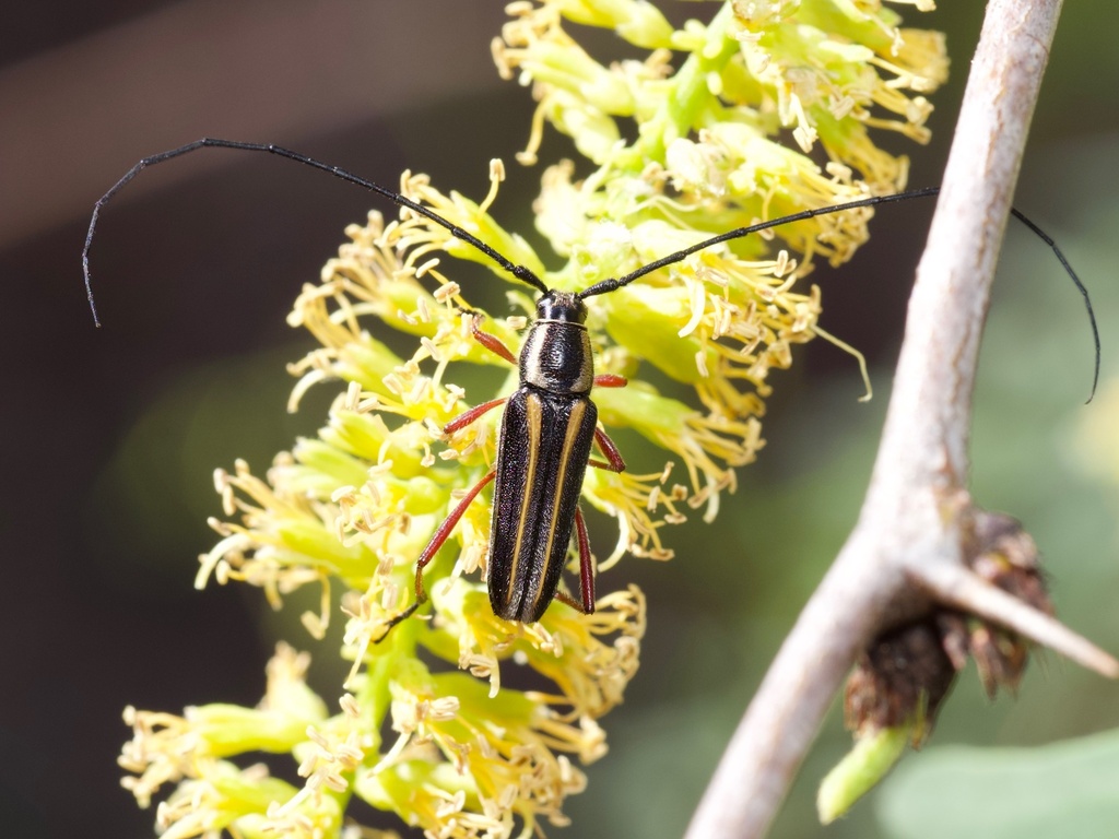 Double-banded Bycid