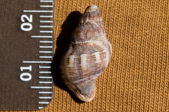 Roperia poulsoni
