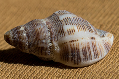 Roperia poulsoni