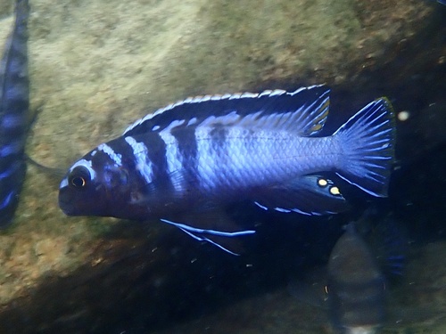 Tropheops kumwera