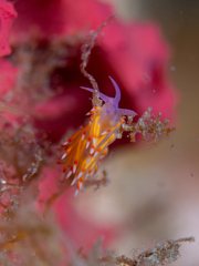 Coryphellina poenicia