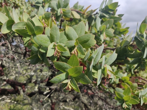 Image of Arctostaphylos pallida by (c) Alexander Wentworth, some rights reserved (CC BY)