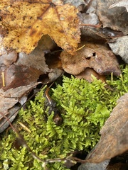 Plethodon cinereus image