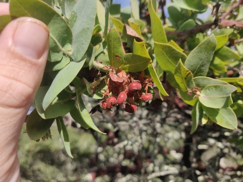 Image of Arctostaphylos pallida by (c) Alexander Wentworth, some rights reserved (CC BY)