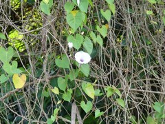 Ipomoea anisomeres