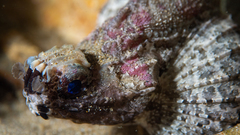 Goblinfish photo 2