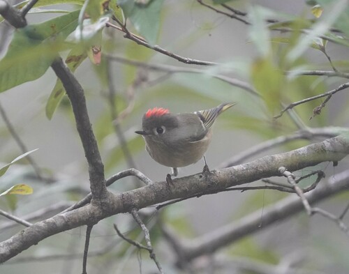 Ruby-crowned Kinglet photographed in Louisiana