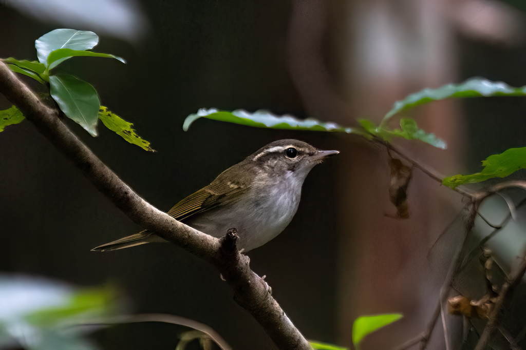 Pale-legged Leaf Warbler from Tai Po, Hong Kong on October 17, 2023 at ...