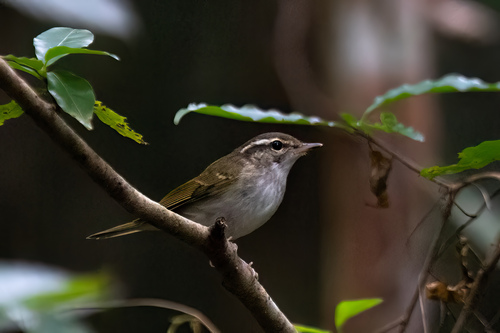 Pale-legged Leaf Warbler (Phylloscopus tenellipes), photo 10