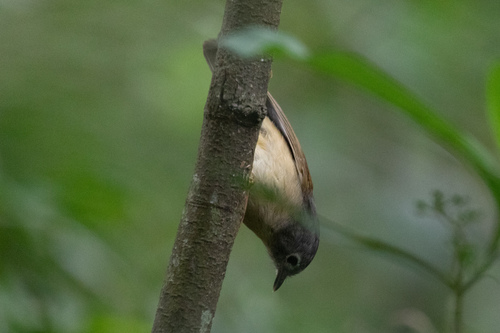 Huet's Fulvetta (Alcippe hueti), photo 3