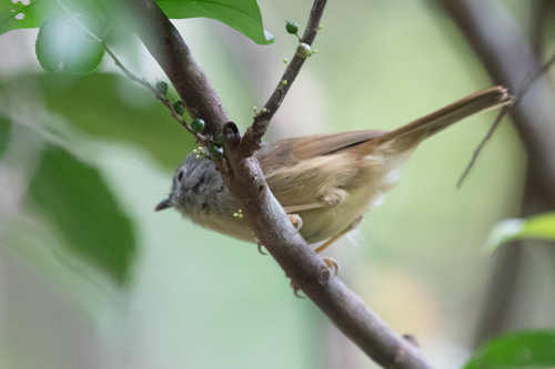 Huet's Fulvetta (Alcippe hueti), photo 10