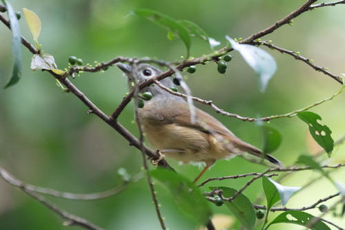Huet's Fulvetta (Alcippe hueti), photo 6