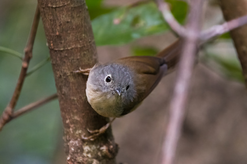 Huet's Fulvetta (Alcippe hueti), photo 9