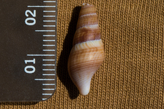 Ophiodermella inermis