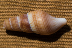 Ophiodermella inermis