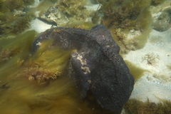 Psammocinia