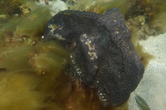 Psammocinia