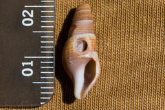 Ophiodermella inermis