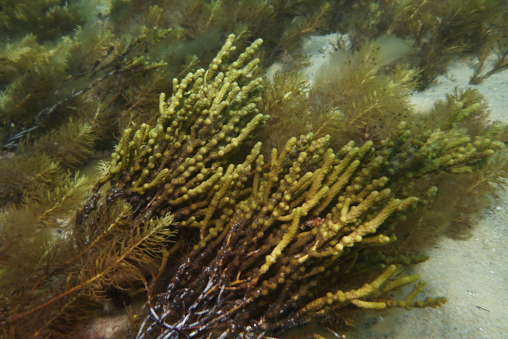 Warty Twig Seaweed