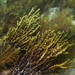 Warty Twig Seaweed - Photo (c) Dan Monceaux, some rights reserved (CC BY-NC), uploaded by Dan Monceaux