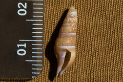 Ophiodermella inermis