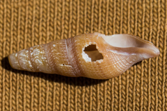 Ophiodermella inermis