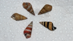 Bankivia fasciata