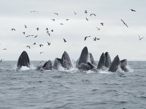 Humpback Whale, photo 4 of 9