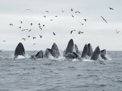 Humpback Whale photo 5
