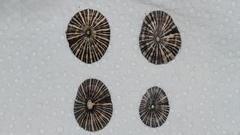 Siphonaria funiculata