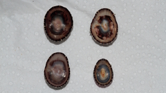 Siphonaria funiculata