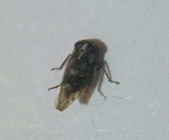 Stenidiocerus poecilus