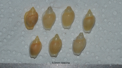 Austroginella muscaria