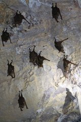 Macronycteris commersonii