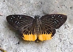 Mooreana trichoneura