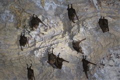 Macronycteris commersonii