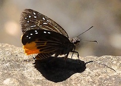 Mooreana trichoneura