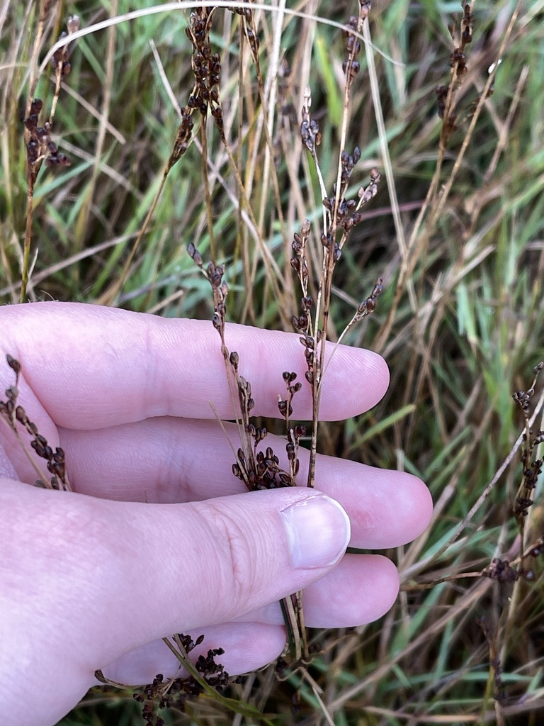 Picking Rushes rushes from Port Morien, NS, Canada on October 14, 2023 at 05:07 PM by ...