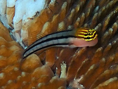 Twocoat Coralblenny photo 3