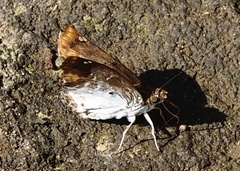 Odontoptilum angulata