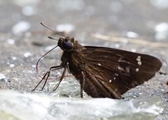 Pelopidas assamensis